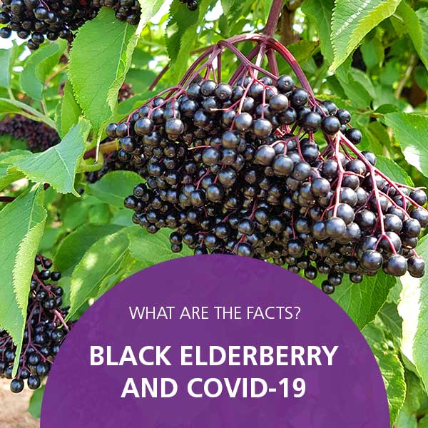 Black Elderberry Covid19 Facts